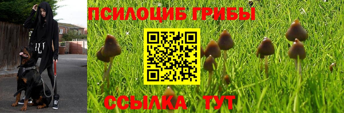 Сызрань  Галлюциногенные грибы Cubensis  Вход с VPN 